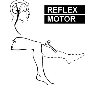 ALIENS - Reflex Motor