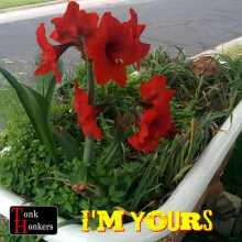 Tonk Honkers - I'm Yours
